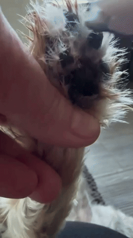 NeatPetz™ Grooming Kit